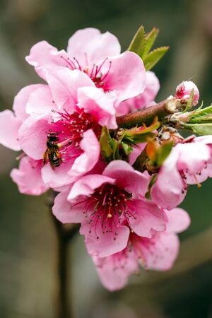 Buds and flowers on a branch of a Japanese cherry tree. Spring blossoms. Bee collects honey. Nature macro.の写真素材
