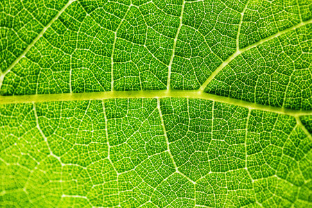 The texture of a grape leaf, the smallest network of feeding veins is similar to the circulatory...