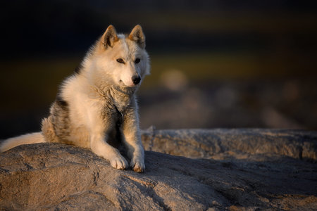 Greenland dog puppy in sunset