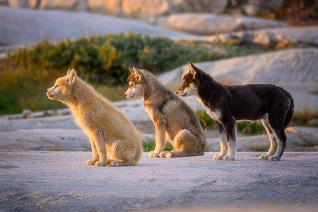 Greenland lap dog in sunset
