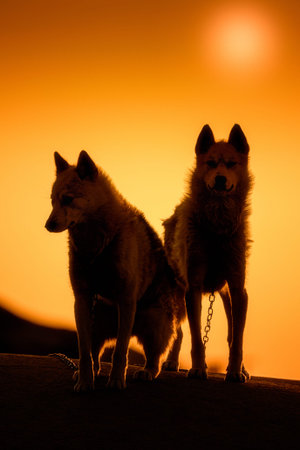 Greenland lap dog in sunset