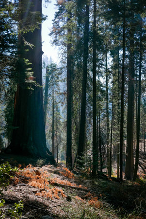 southwest USA, Sequoia and Kings Canyon National Park California