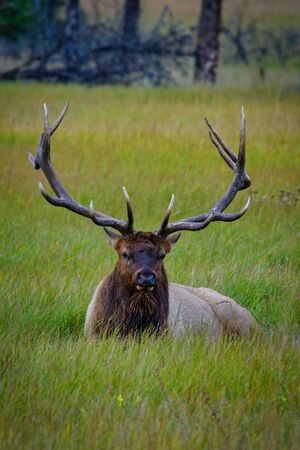 Elk Wapiti Cervus canadensis, Jasper Alberta Kanada travel destinationの写真素材
