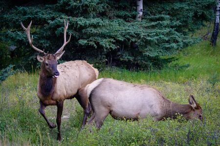Elk Wapiti Cervus canadensis, Jasper Alberta Kanada travel destinationの写真素材