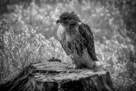 Beautiful bird of prey isolated on eatrh, Big predatory bird living in Africa, Southeast Europe and Asiaの写真素材