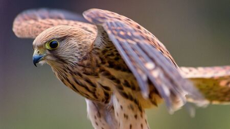 Beautiful bird of prey isolated on eatrh, in flight, predatory bird living in Africa, Southeast Europe and Asiaの写真素材