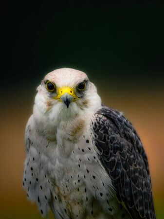 Beautiful bird of prey isolated on eatrh, Big predatory bird living in Africa, Southeast Europe and Asiaの写真素材