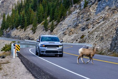 An American wild goats on the road in forestの写真素材