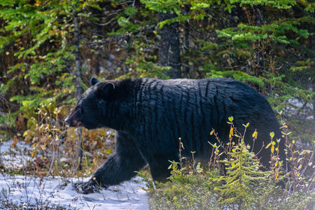 An American Black Bear on snow in forest