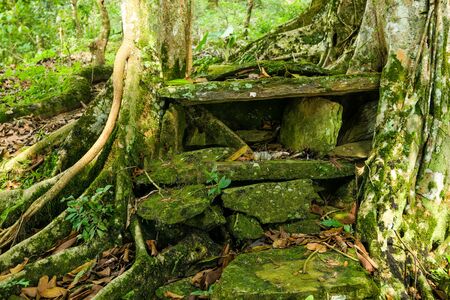 typical Vietnamese landscape in spring with green vegetationの写真素材