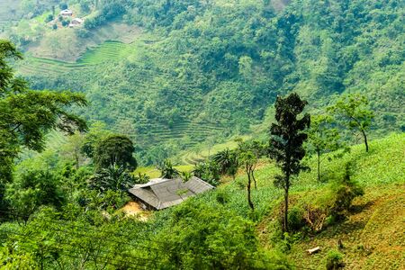 typical Vietnamese landscape in spring with rice fieldsの写真素材