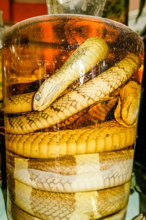 snakes marinated in rice or corn spiritの写真素材