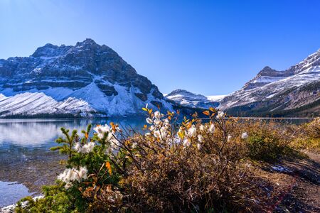 Bow Lake, Jasper Alberta Kanada travel destinationの写真素材