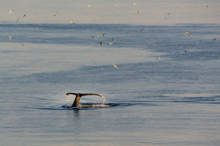 Greenland Ilulissat glaciers at ocean with floating whales and tailsの写真素材