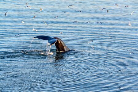 Greenland Ilulissat glaciers at ocean with floating whales and tailsの写真素材