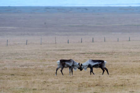 The reindeer native to Arctic, tundra, boreal, and mountainous regionsの写真素材