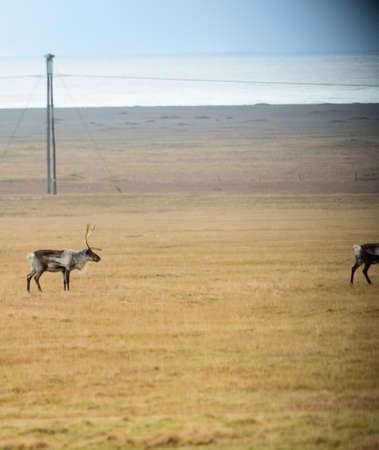 The reindeer native to Arctic, tundra, boreal, and mountainous regionsの写真素材