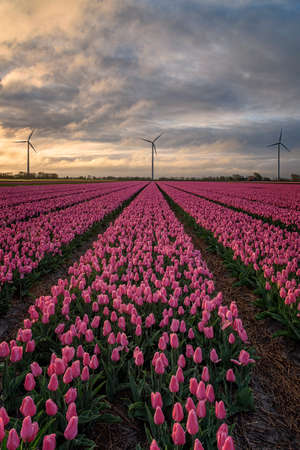 Holland landscape of flowers, tulips and wind powerの写真素材