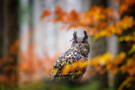 Sitting Eurasian eagle-owl Bubo bubo in wild woodlandの写真素材