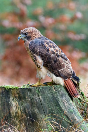 Sitting red-tailed hawk Buteo jamaicensis with nice backgroundの写真素材