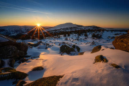 snowy landscape with trees and dwarf pine during sunsetの写真素材
