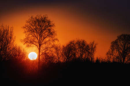 orange sunset with trees in the backgroundの写真素材
