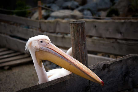 big bird with a big yellow beak in a contact zooの写真素材