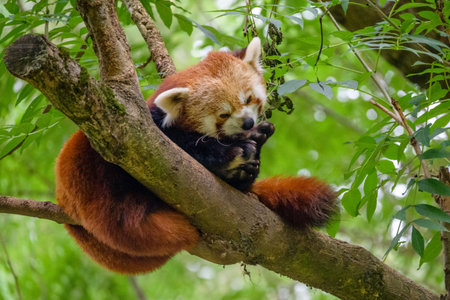 red panda climbs and rests on a tree in the zoo