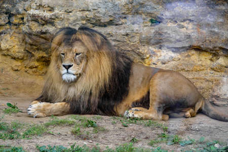 male lion king in the zoo is resting after lunch, big head with maneの写真素材