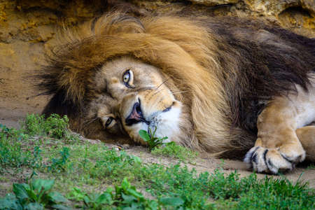 male lion king in the zoo is resting after lunch, big head with maneの写真素材