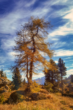 Autumn colors of the Dolomite massifs with yellow larchの写真素材