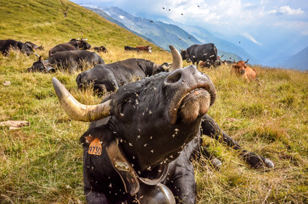 sight of a lying cow with horns, a collar and a bell and a lot of insects and flies on its headの写真素材