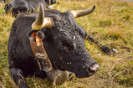 sight of a lying cow with horns, a collar and a bellの写真素材