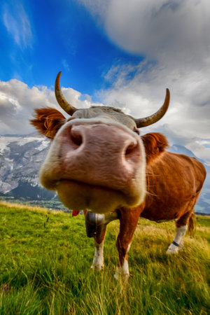 a close-up view of a cow with horns, a collar and a bellの写真素材
