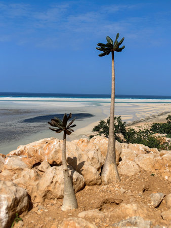 Detwah lagoon on island Socotra in Yemen at sunsetの写真素材