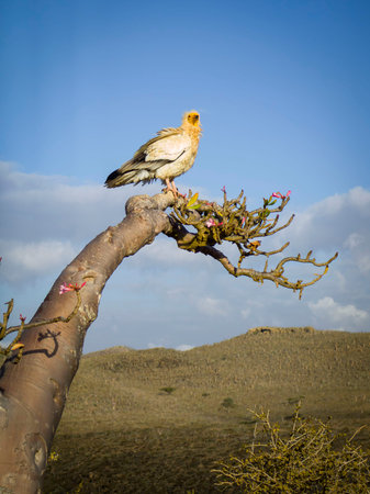 A scavenger vulture above the rocky Kalysan Valleyの写真素材