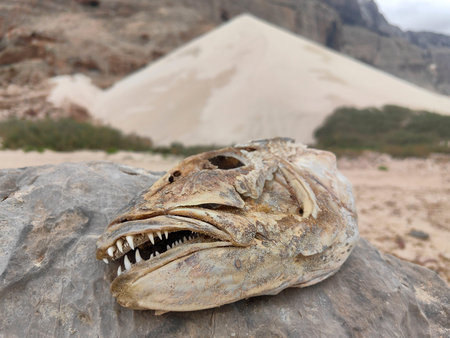 in the background a high sand dune on the Yemeni island of Socotra