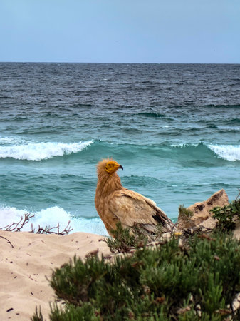Scavenger vulture on beach