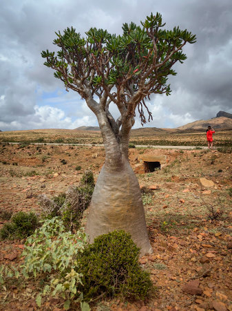 endemic plants Adenium obesum socotranum by the seaの写真素材
