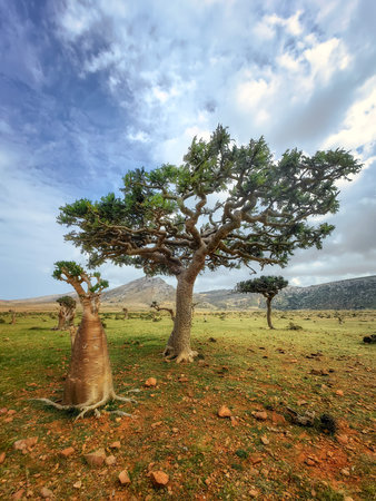 endemic plants by the sea on a rockの写真素材