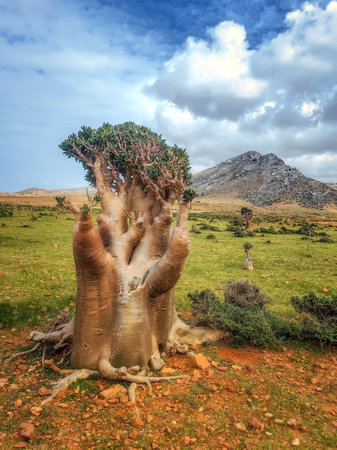 endemic plants Adenium obesum socotranum by the sea on a rockの写真素材