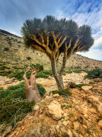 endemic plants Dracaena cinnabari by the sea on a rockの写真素材