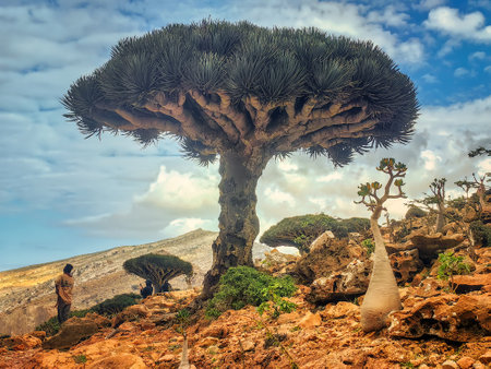 endemic plants Dracaena cinnabari by the sea on a rockの写真素材