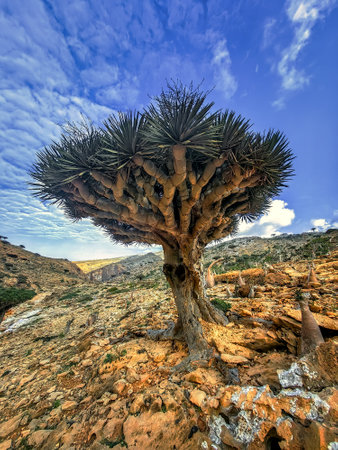 endemic plants Dracaena cinnabari by the sea on a rockの写真素材
