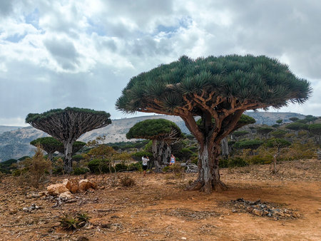 endemic plants Dracaena cinnabari by the sea on a rockの写真素材