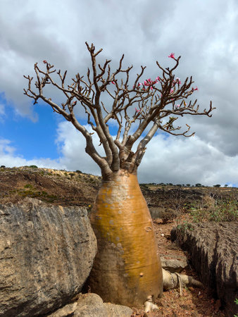 endemic plants Dracaena cinnabari by the sea on a rockの写真素材