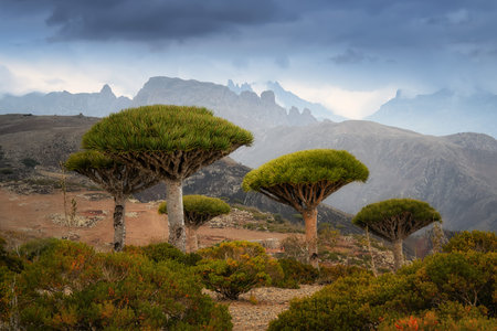 endemic plants Dracaena cinnabari by the sea on a rock