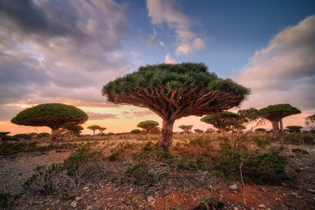 endemic plants Dracaena cinnabari by the sea on a rockの写真素材