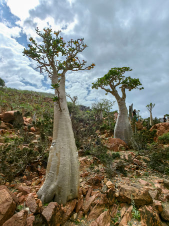 endemic plants Adenium obesum socotranumの写真素材