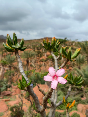 endemic plants by the sea on a rockの写真素材